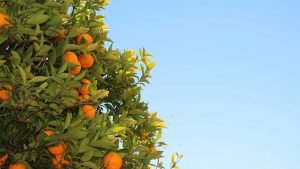 Centro Agricola Balaguer - Venta de frutales de siembra en Mallorca