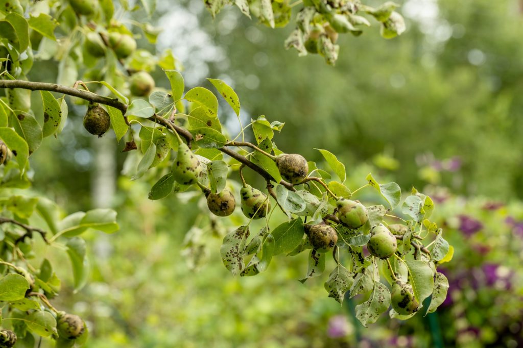 Pear fruits affected by apple scab Venturia inaequalis. Problems with the garden