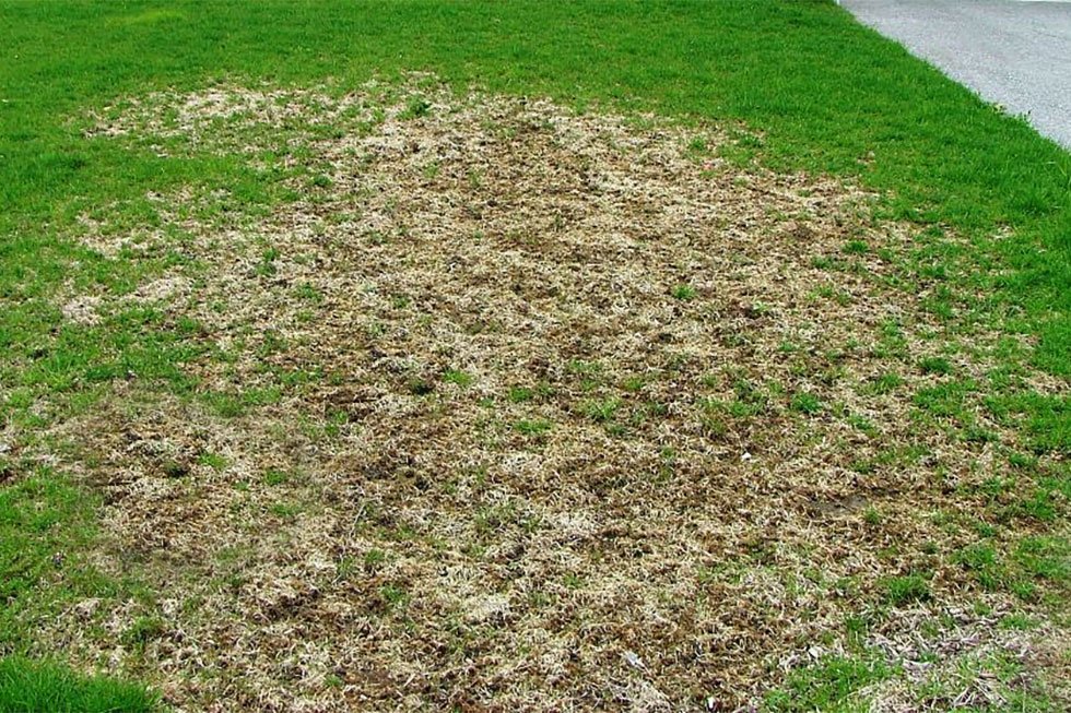 Eliminar plaga gusano cesped feltia mallorca