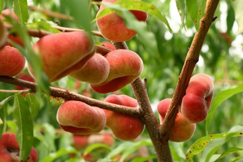Selección de árboles frutales variados en las instalaciones de Centro Agrícola Balaguer.
